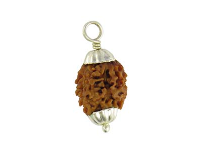 2 MUKHI RUDRAKSHA WITH CAP-PAUDJWKPJS2015200