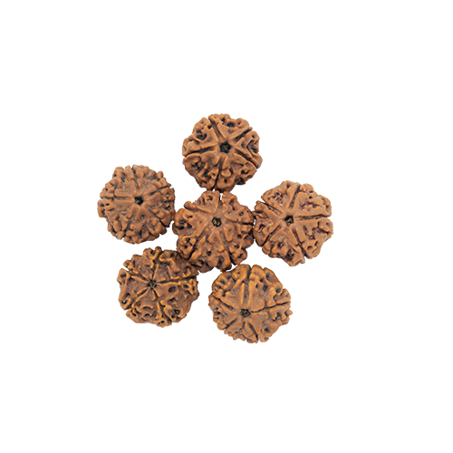 RUDRAKSH WATER BEADS-PAUDJWKBDS1915179