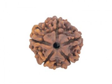 5 MUKHI RUDRAKSHA   WITHOUT CAP-PAUDJWKPJS1915172