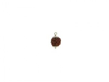 6 MUKHI RUDRAKSHA  WITH CAP-PAUDJWKPJS1915175