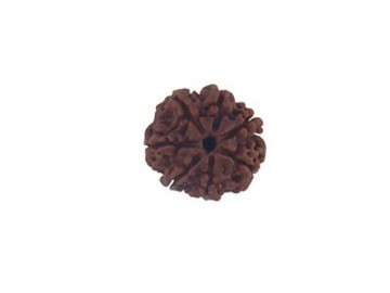 7 MUKHI RUDRAKSHA   WITHOUT CAP-PAUDJWKPJS1915176