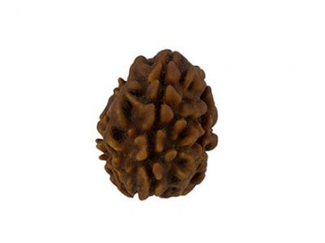 3 MUKHI RUDRAKSHA   WITHOUT CAP-PAUDJWKPJS1915168