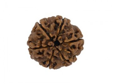 6 MUKHI RUDRAKSHA   WITHOUT CAP-PAUDJWKPJS1915174