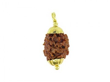 2 MUKHI RUDRAKSHA WITH  CAP-PAUDJWKPJS2015201