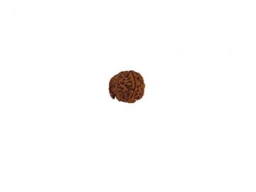 GANESH RUDRAKSHA  WITHOUT CAP-PAUDJWKPJS2015217